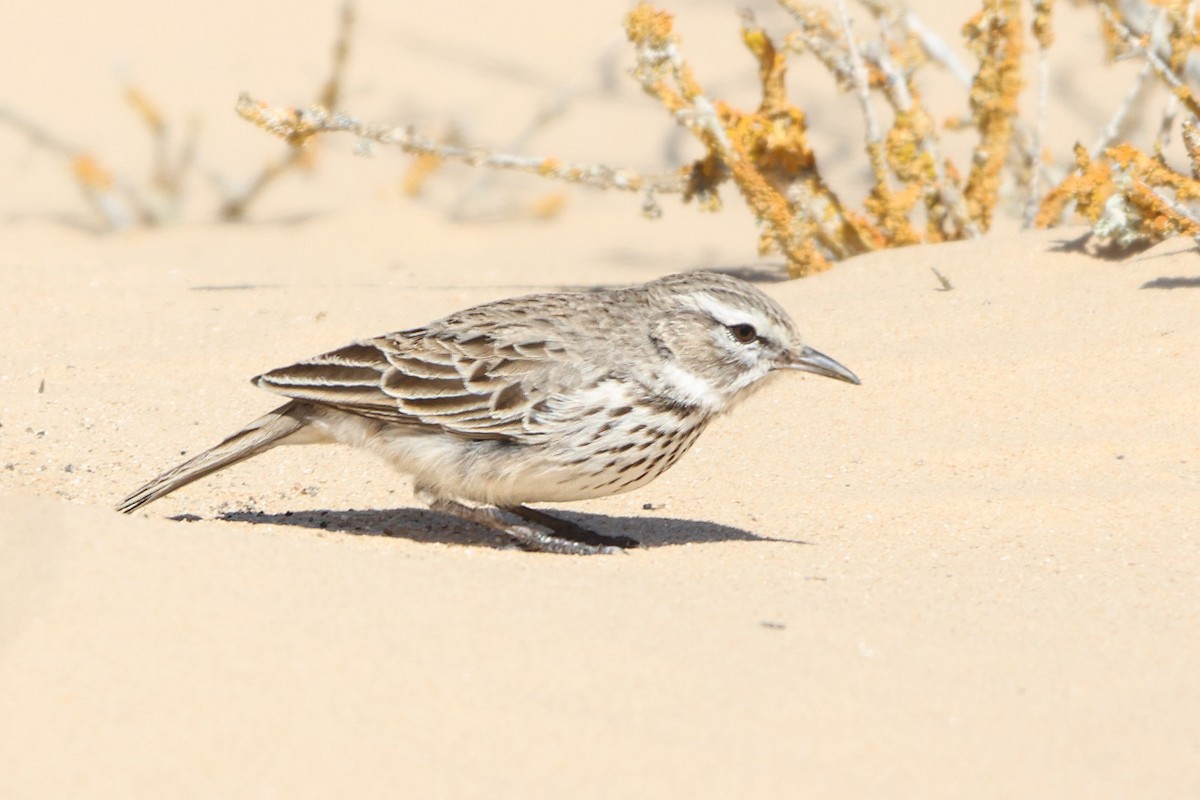 Dune Lark (Coastal) - ML633007376