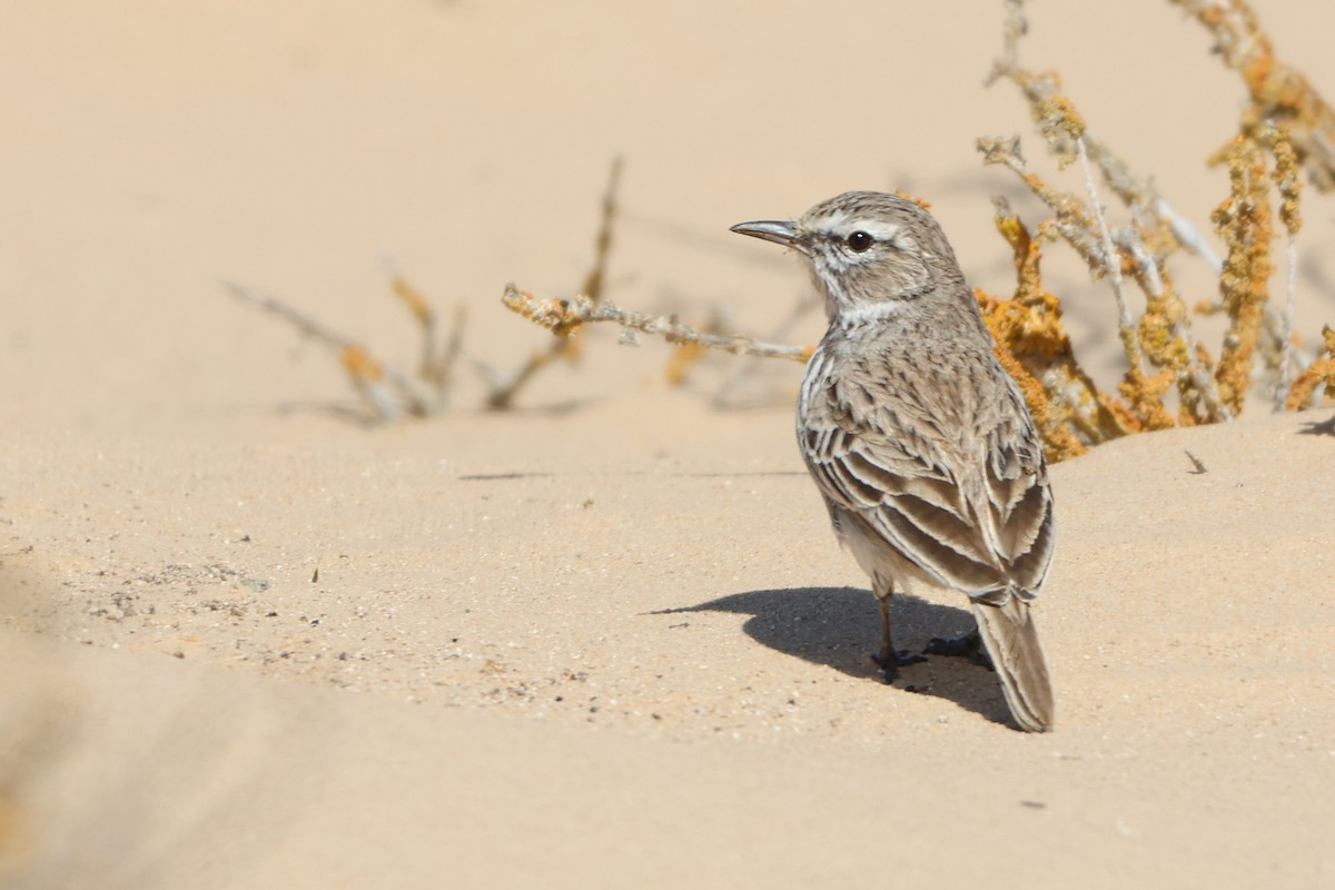 Dune Lark (Coastal) - ML633007378