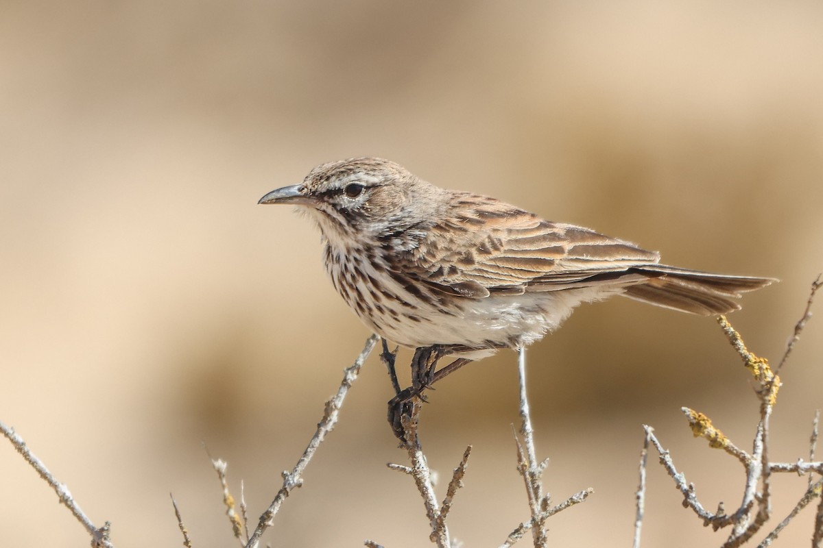 Dune Lark (Coastal) - ML633007379