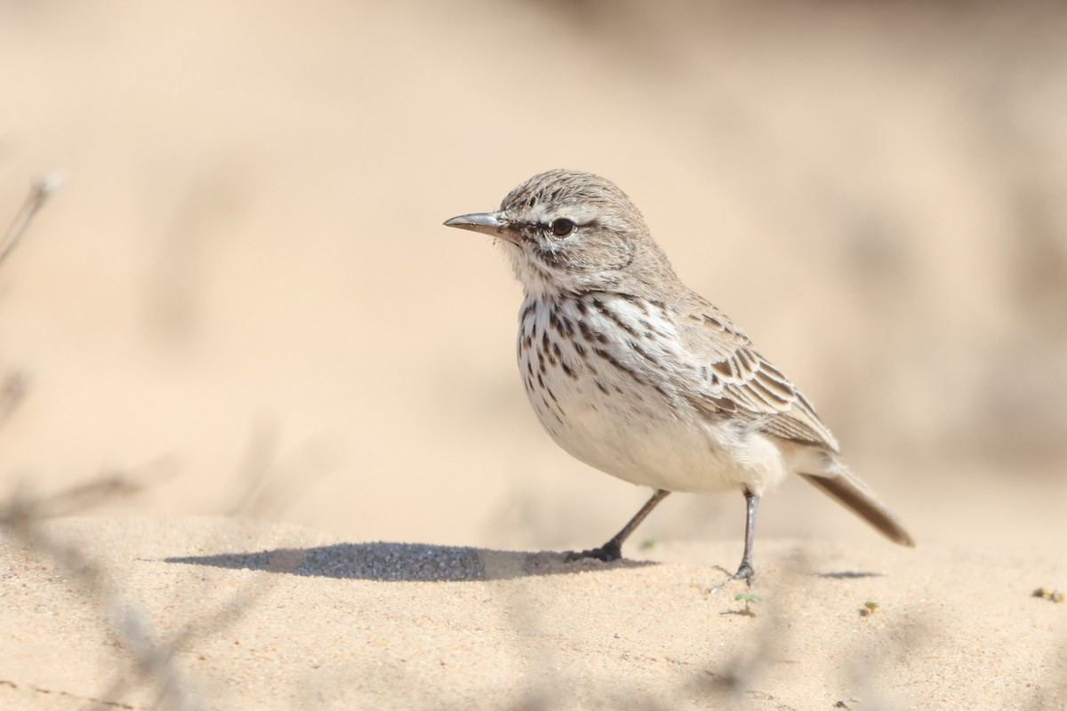 Dune Lark (Coastal) - ML633007380
