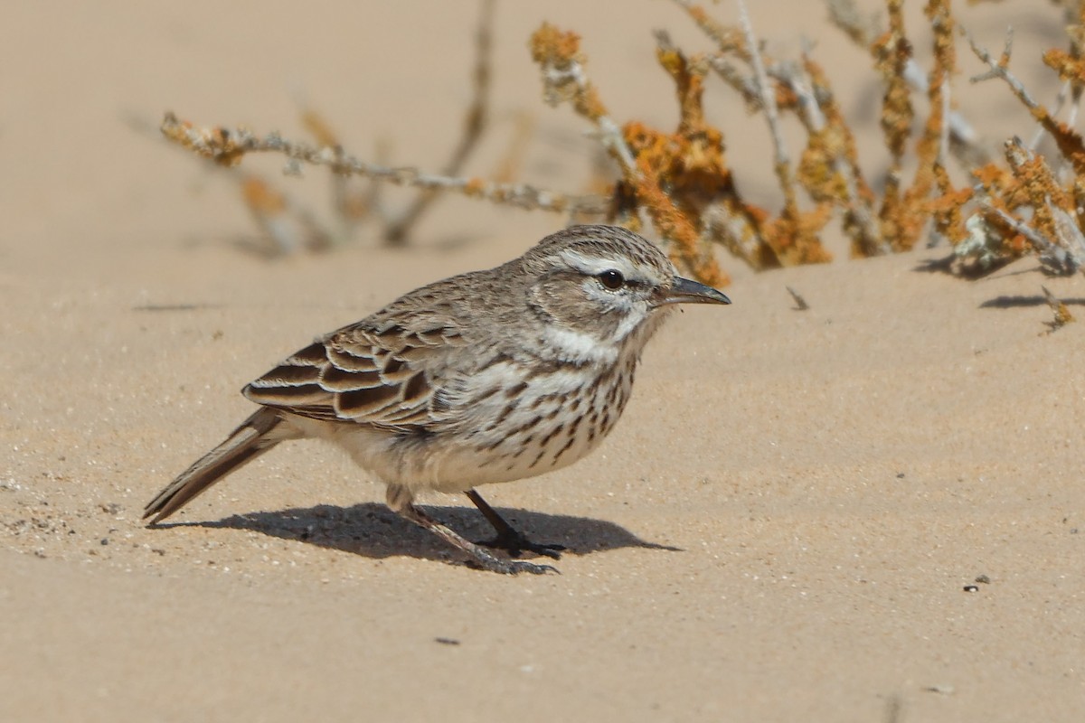Dune Lark (Coastal) - ML633007382