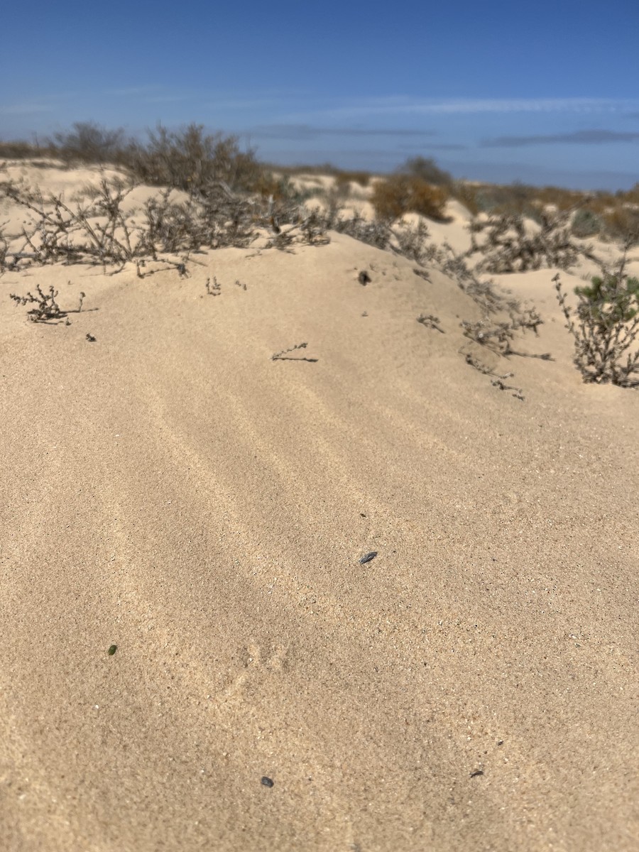 Dune Lark (Coastal) - ML633007389
