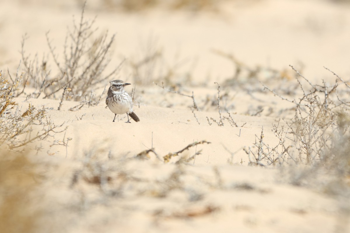 Dune Lark (Coastal) - ML633007391