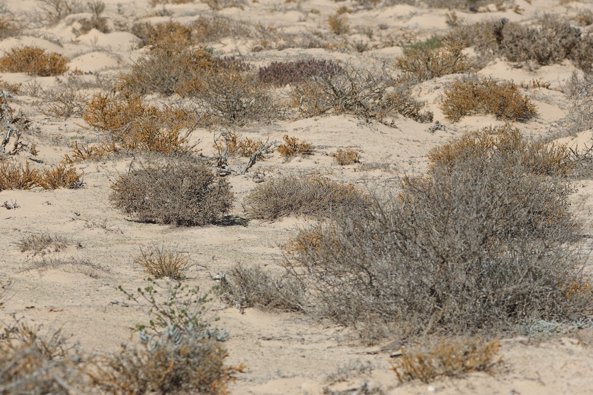 Dune Lark (Coastal) - ML633007393