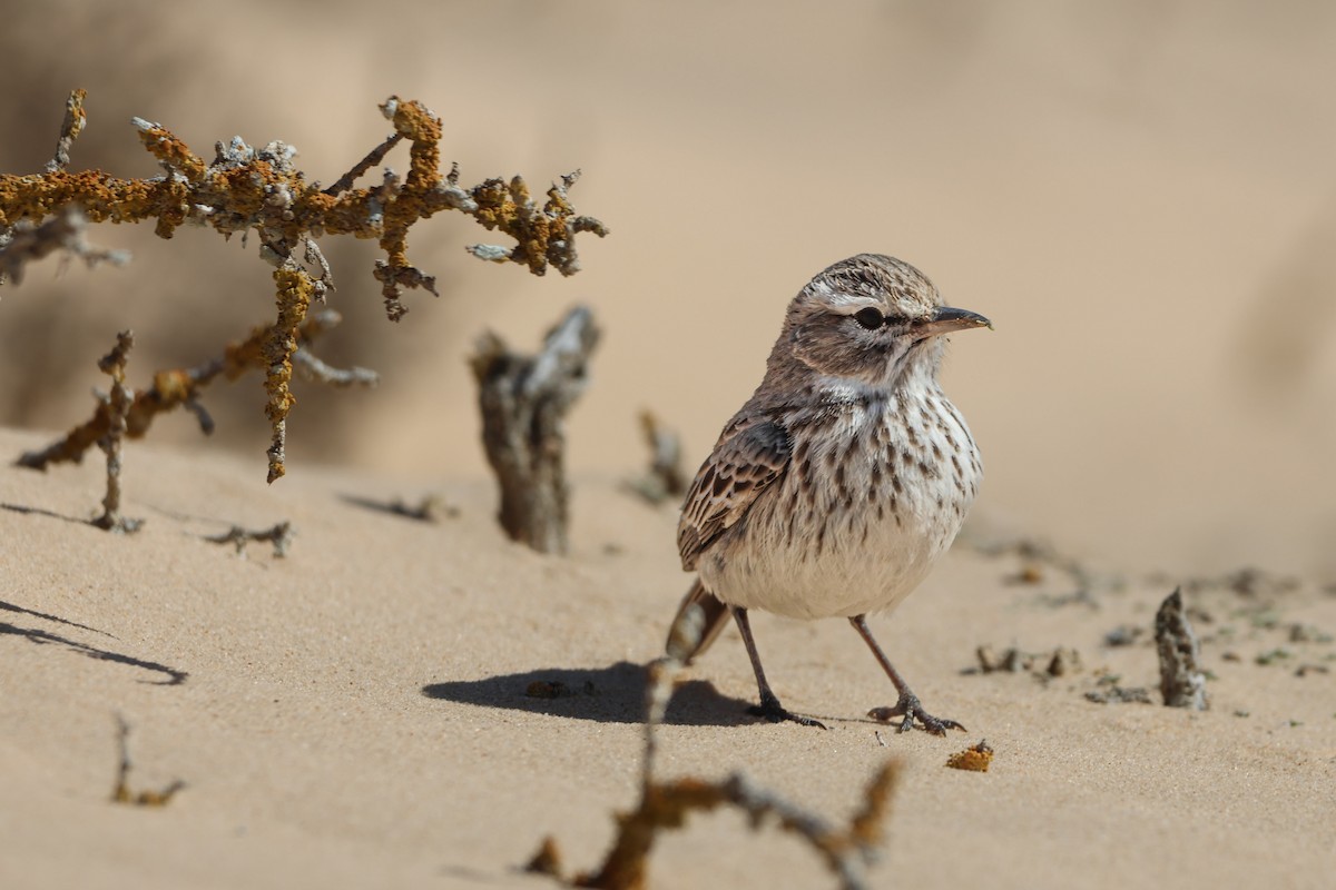 Dune Lark (Coastal) - ML633007394