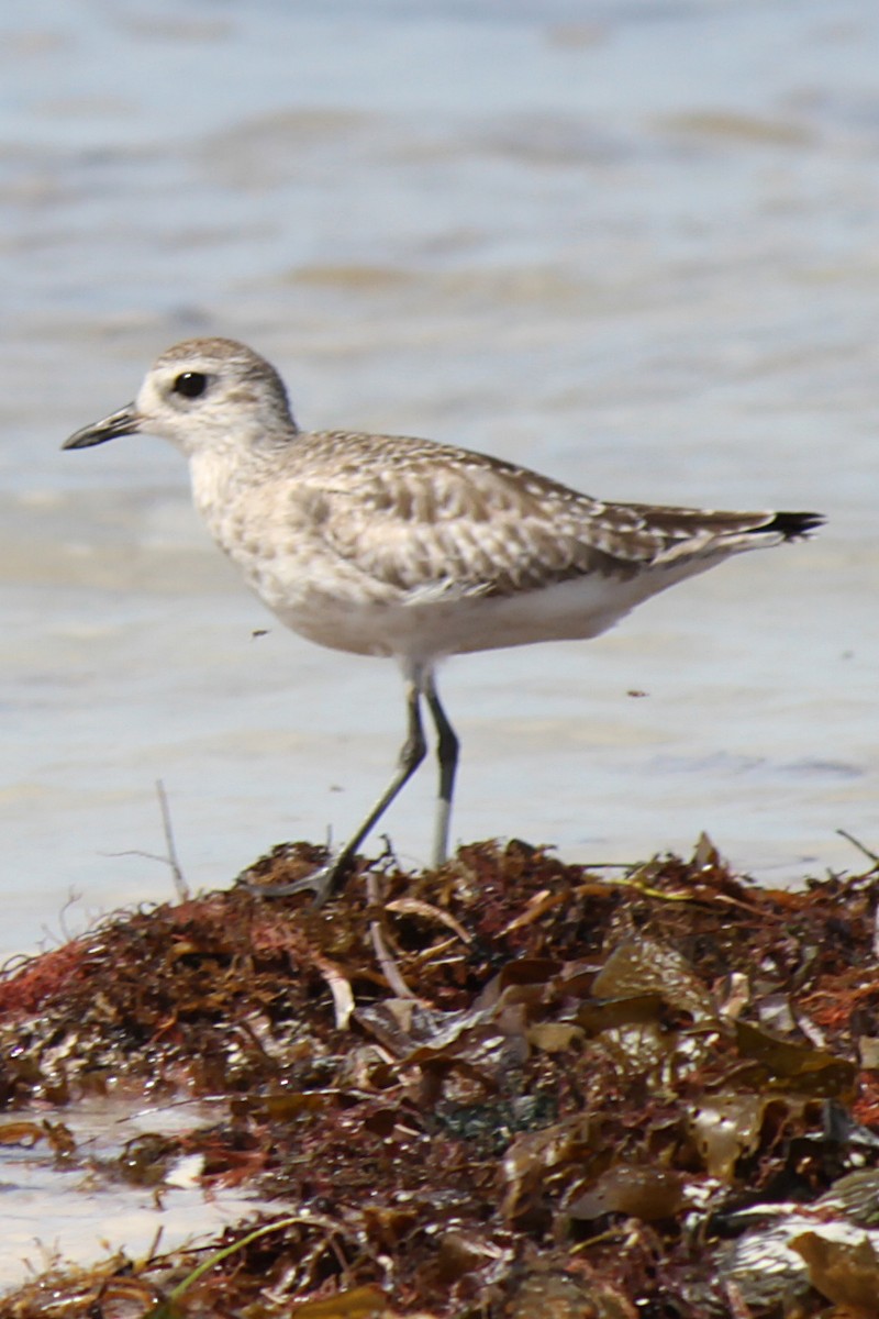 Black-bellied Plover - ML633007488