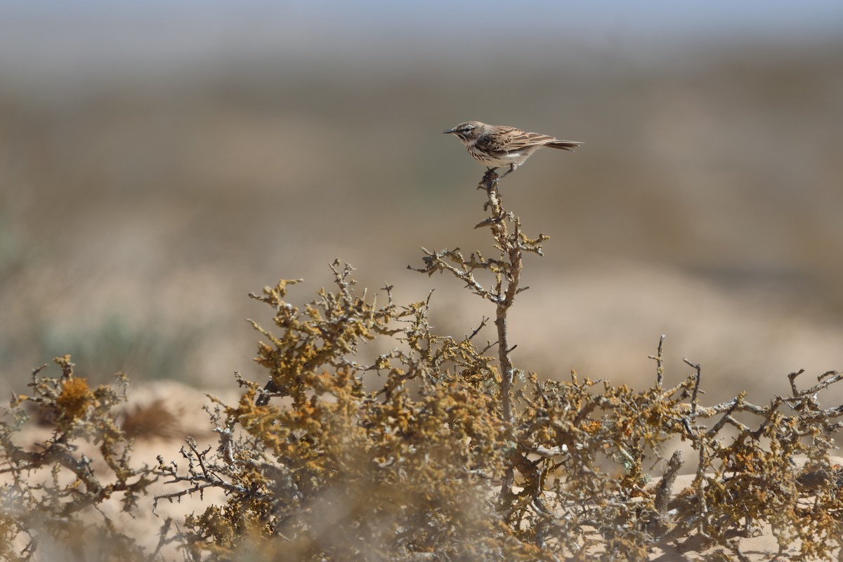 Dune Lark (Coastal) - ML633007601