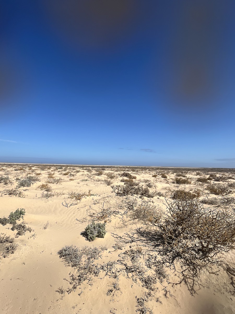 Dune Lark (Coastal) - ML633007607