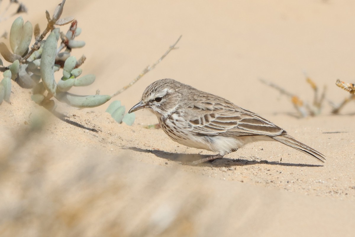 Dune Lark (Coastal) - ML633007634