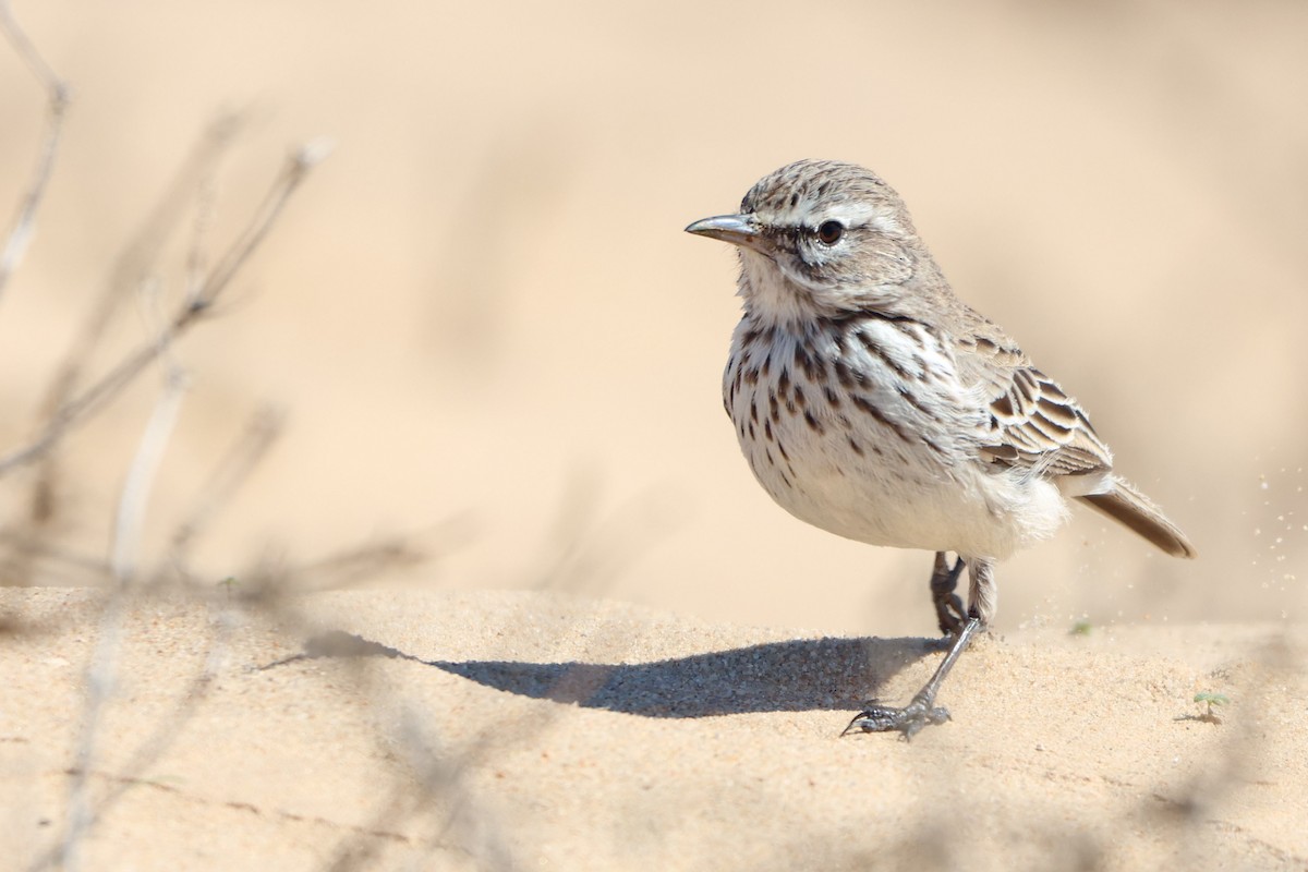 Dune Lark (Coastal) - ML633007635