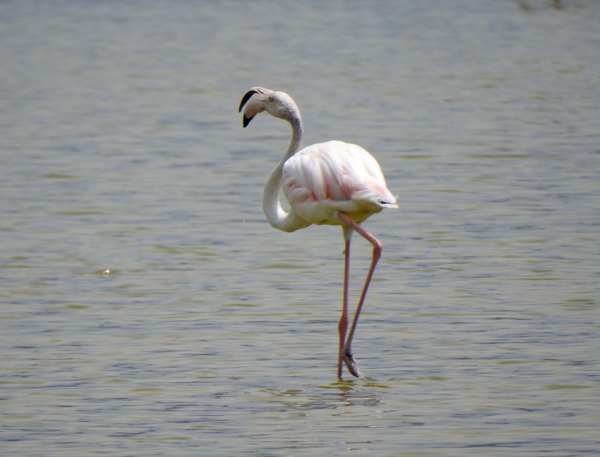 Ягаан нал - ML633007649