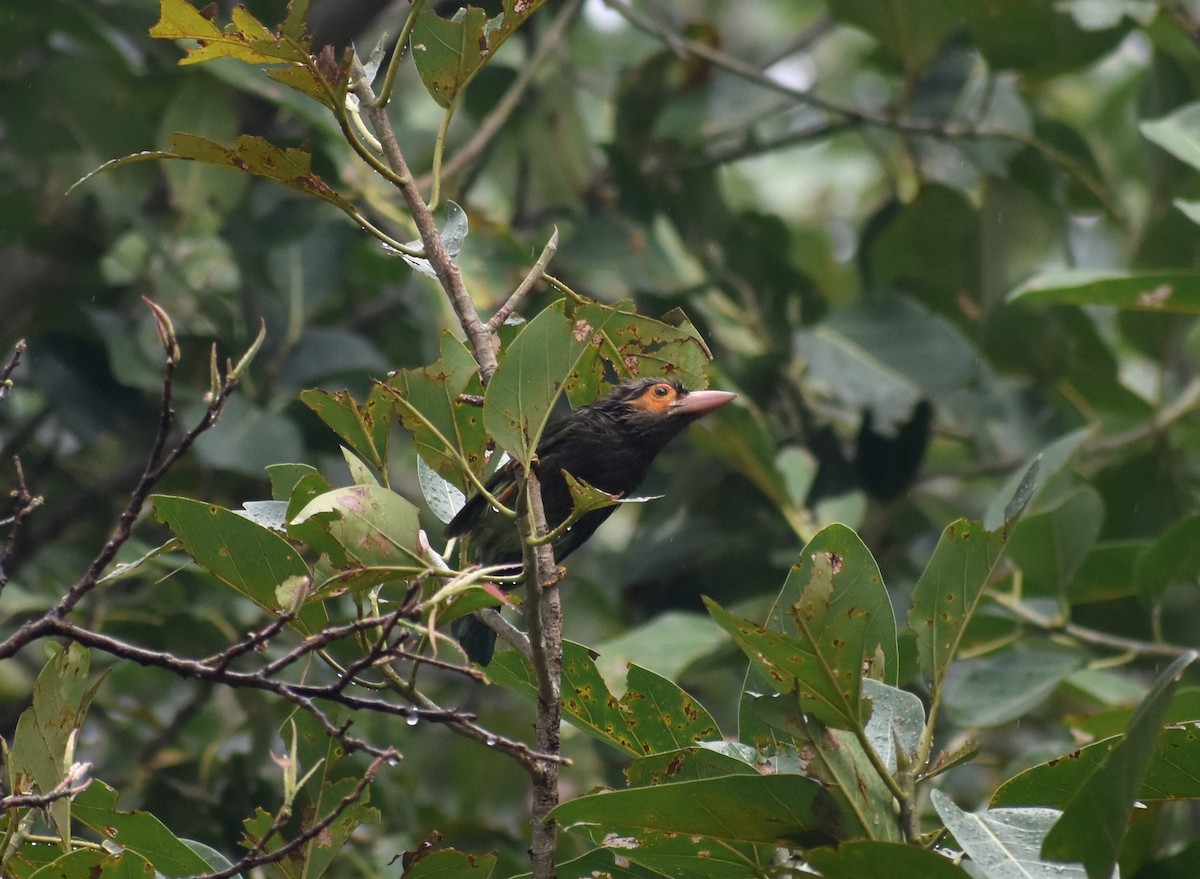 Brown-headed Barbet - ML633007747