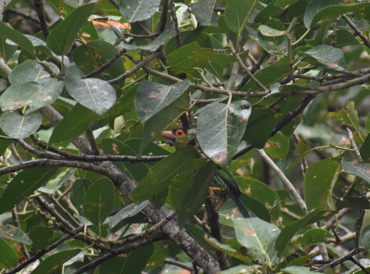 Brown-headed Barbet - ML633007748