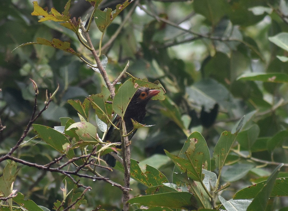 Brown-headed Barbet - ML633007749