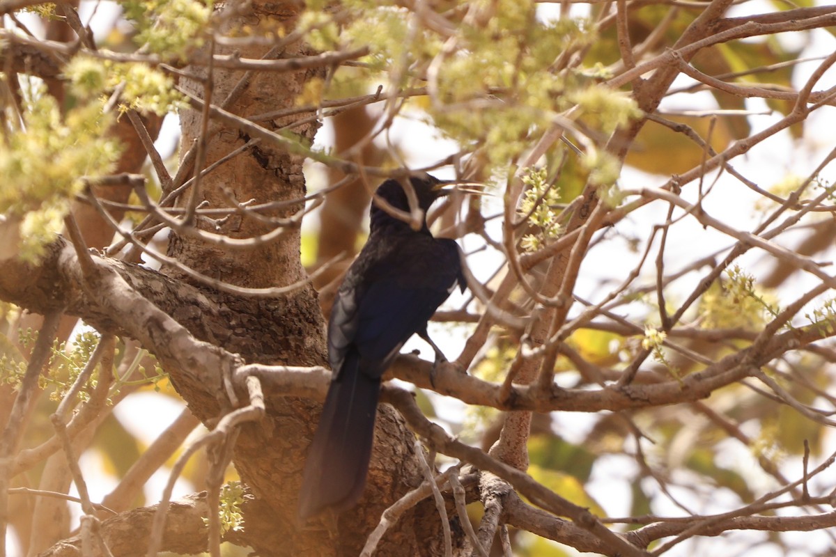 Black Scimitarbill - Jon  Sola