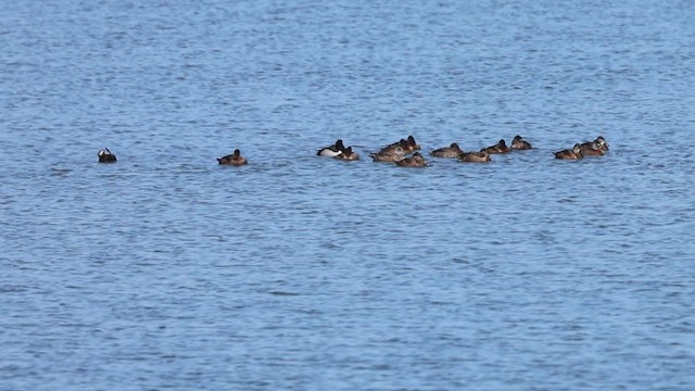 Ring-necked Duck - ML633007999