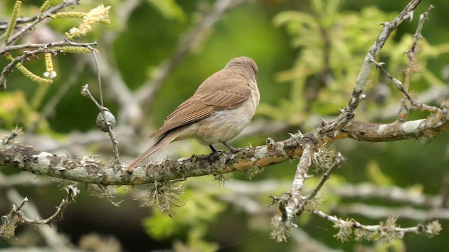 Pale Flycatcher (Pale) - ML633008111