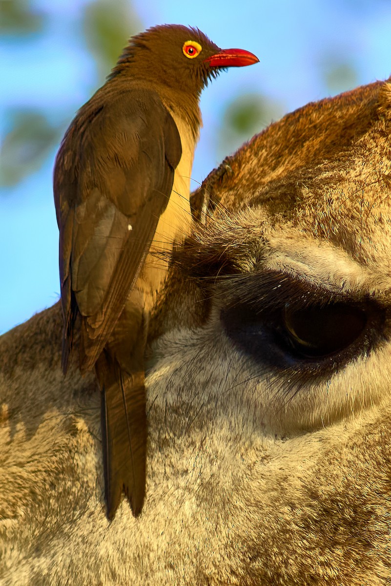Red-billed Oxpecker - ML633008116