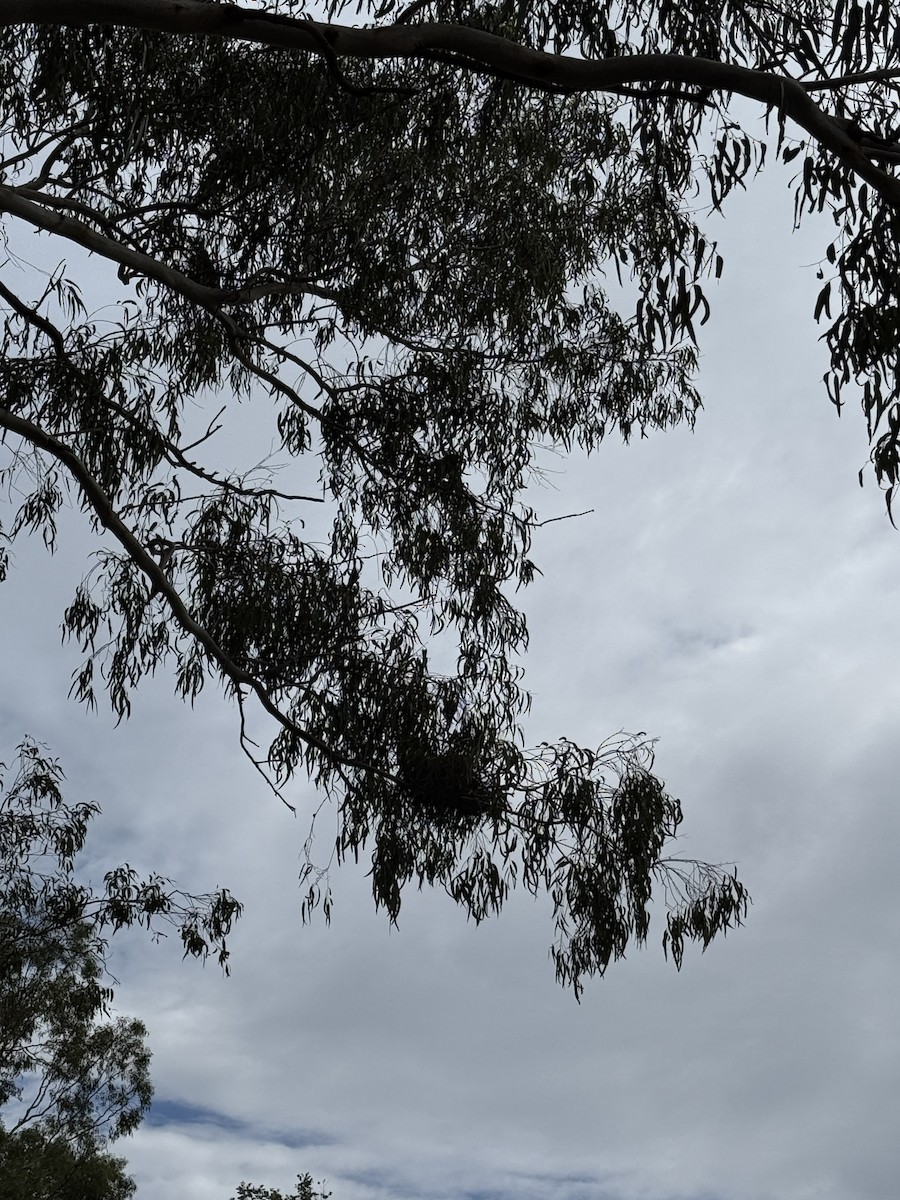 Gray-crowned Babbler - ML633008144