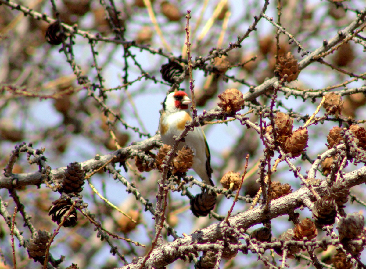 European/Gray-crowned Goldfinch - Ksenia Serbina