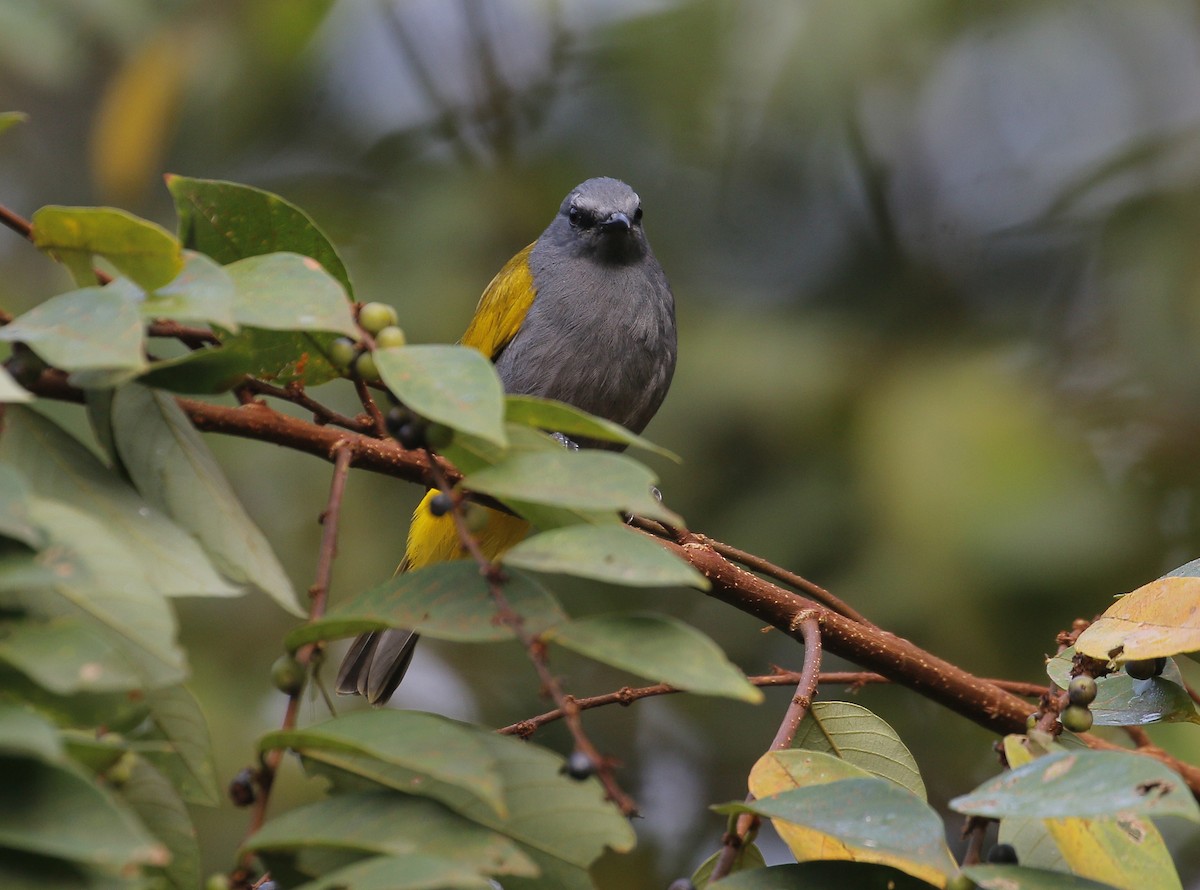 Gray-bellied Bulbul - ML633008223