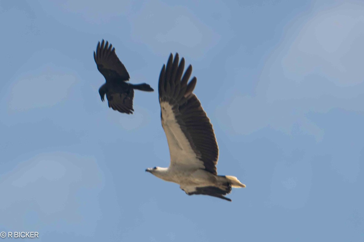 White-bellied Sea-Eagle - ML633008237