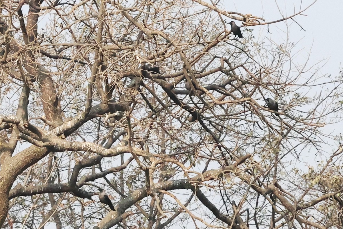 House Crow - ML633008300