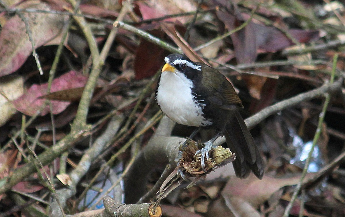 Indian Scimitar-Babbler - ML633008317