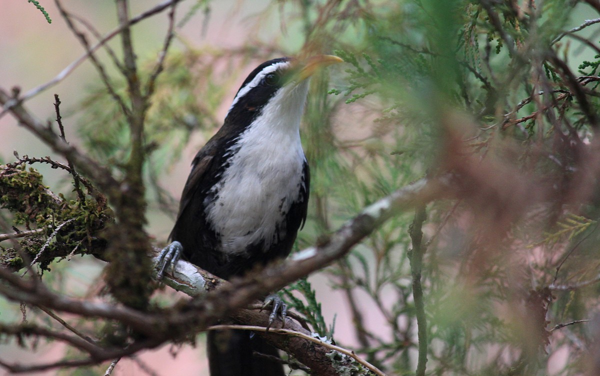 Indian Scimitar-Babbler - ML633008318