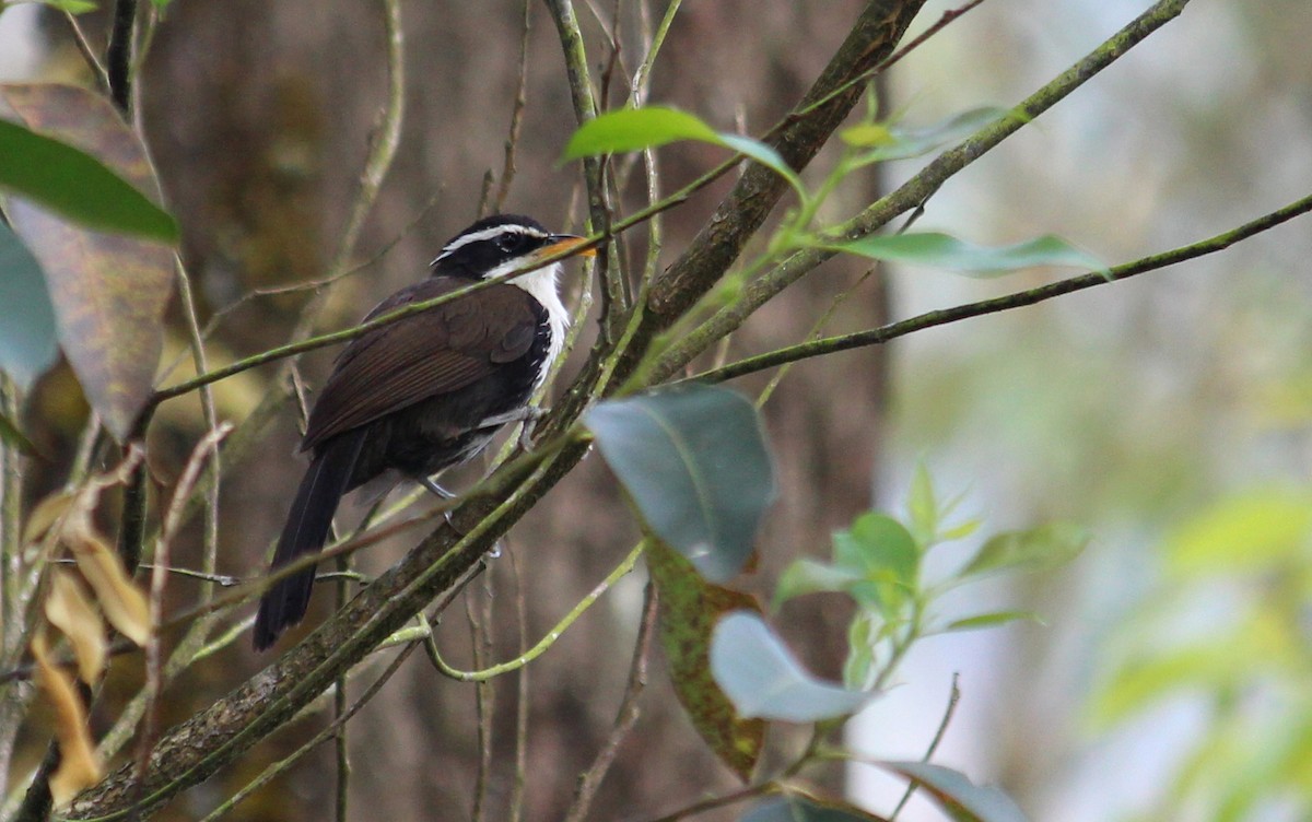 Indian Scimitar-Babbler - ML633008319