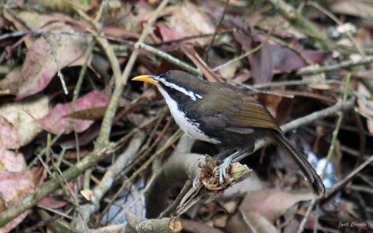 Indian Scimitar-Babbler - ML633008320