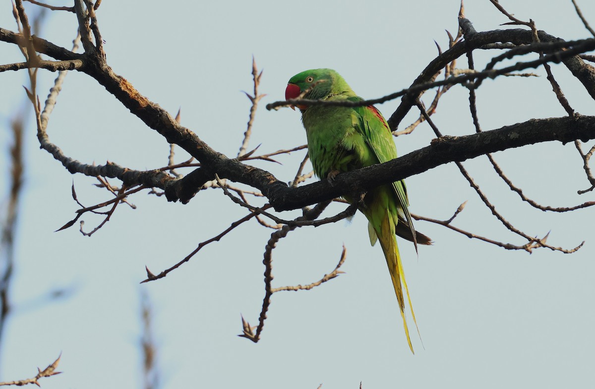 Alexandrine Parakeet - ML633008343