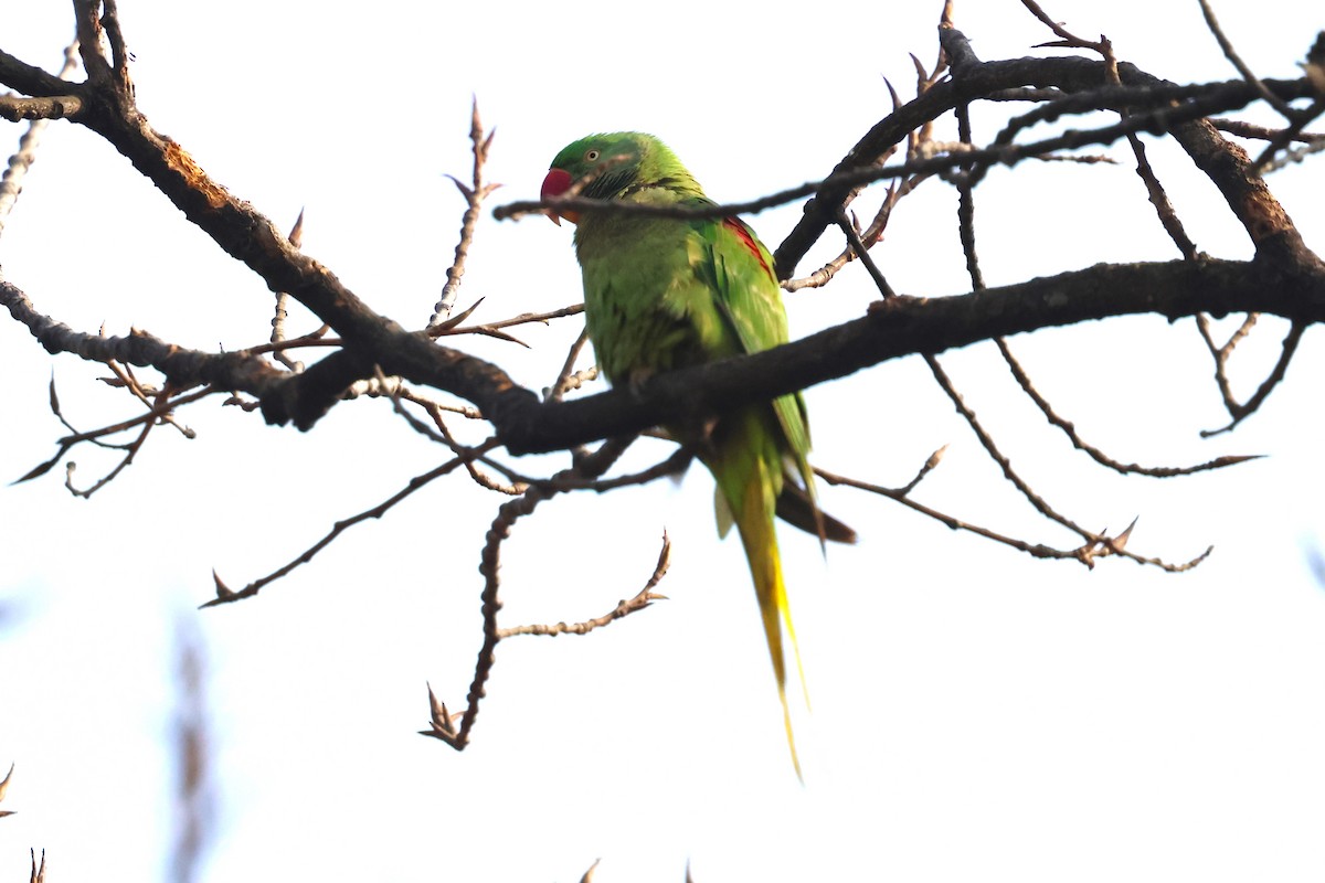 Alexandrine Parakeet - ML633008348