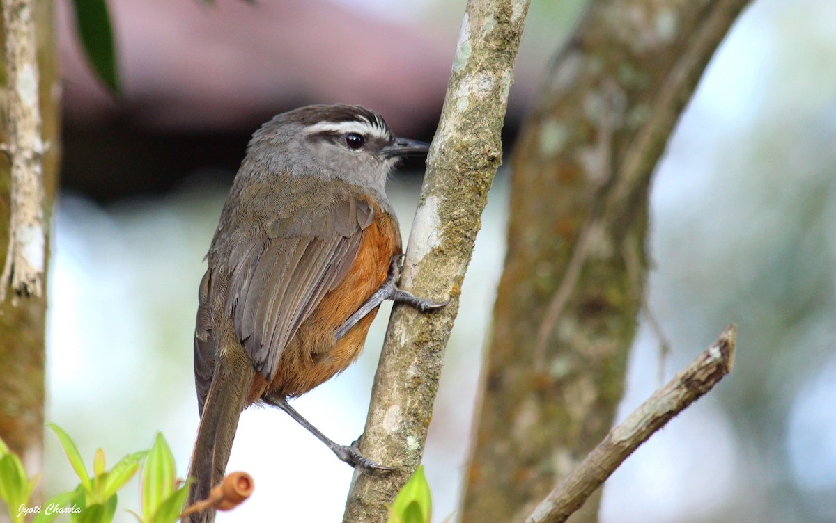 Palani Laughingthrush - ML633008351