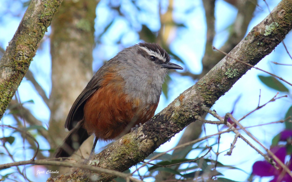 Palani Laughingthrush - ML633008352