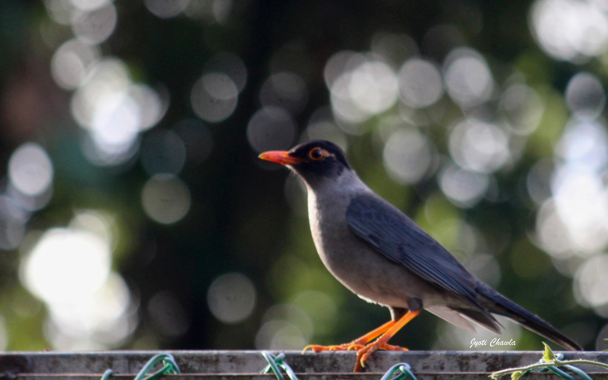 Indian Blackbird - ML633008358