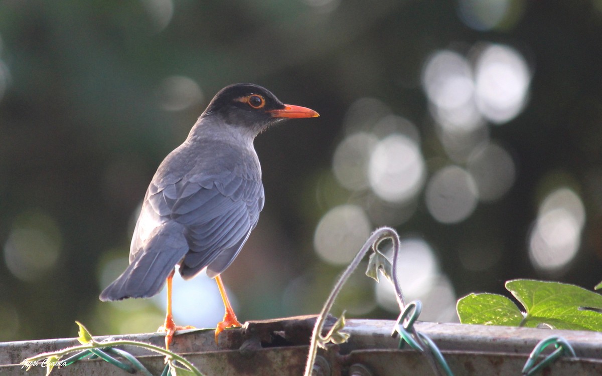 Indian Blackbird - ML633008359