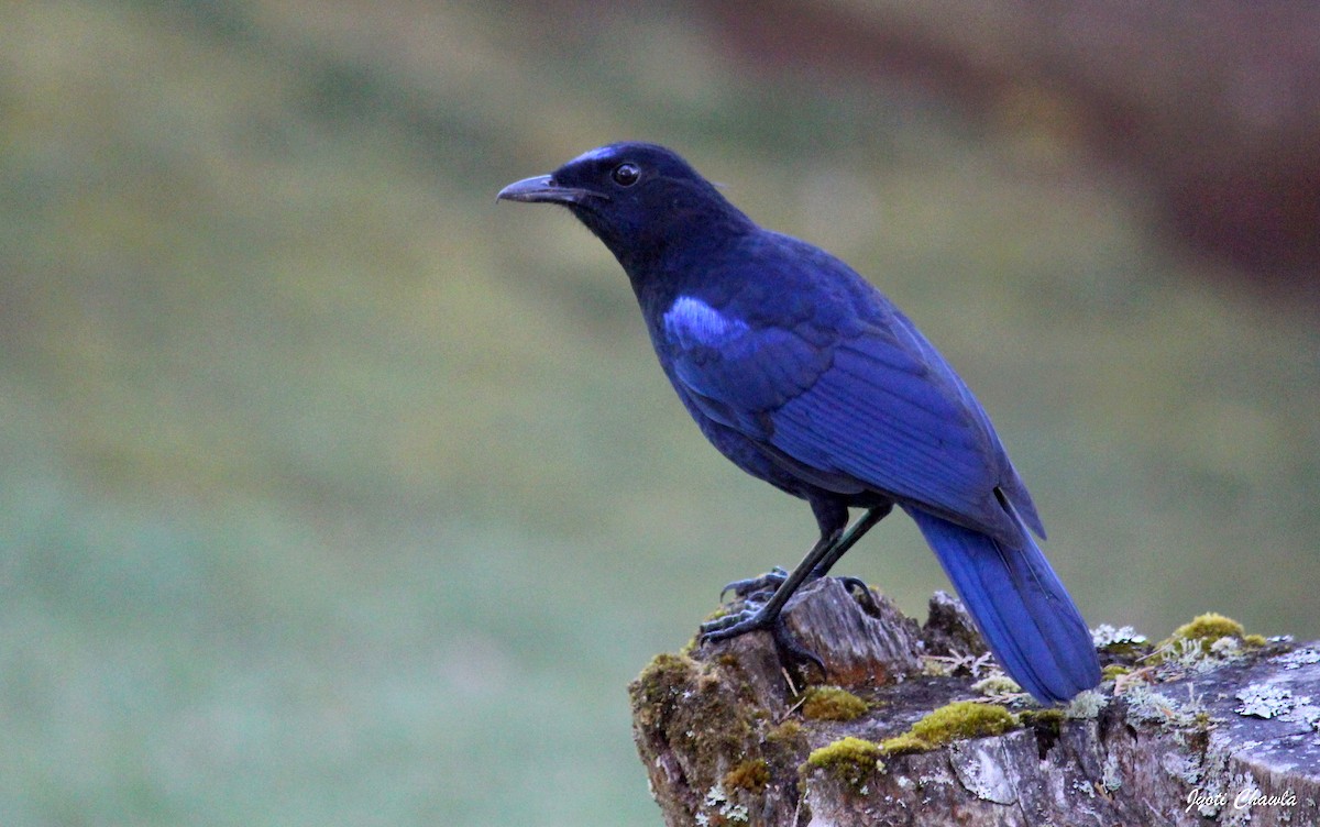 Malabar Whistling-Thrush - ML633008372