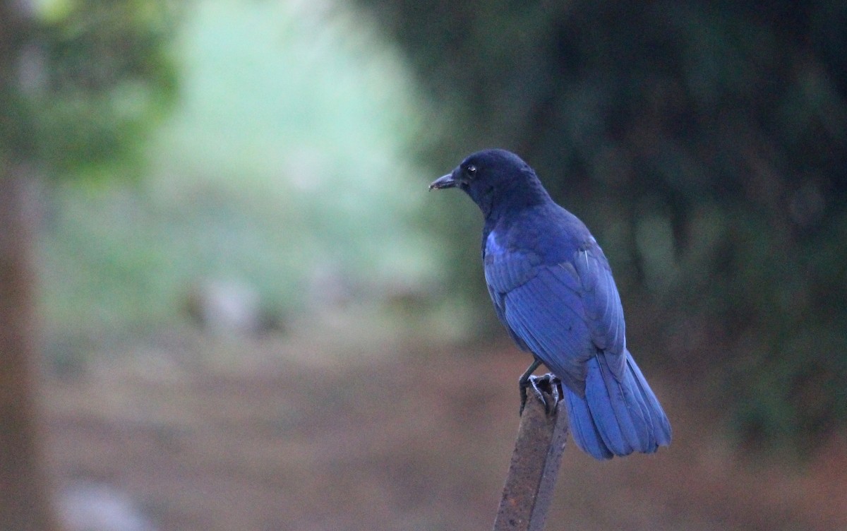 Malabar Whistling-Thrush - ML633008373