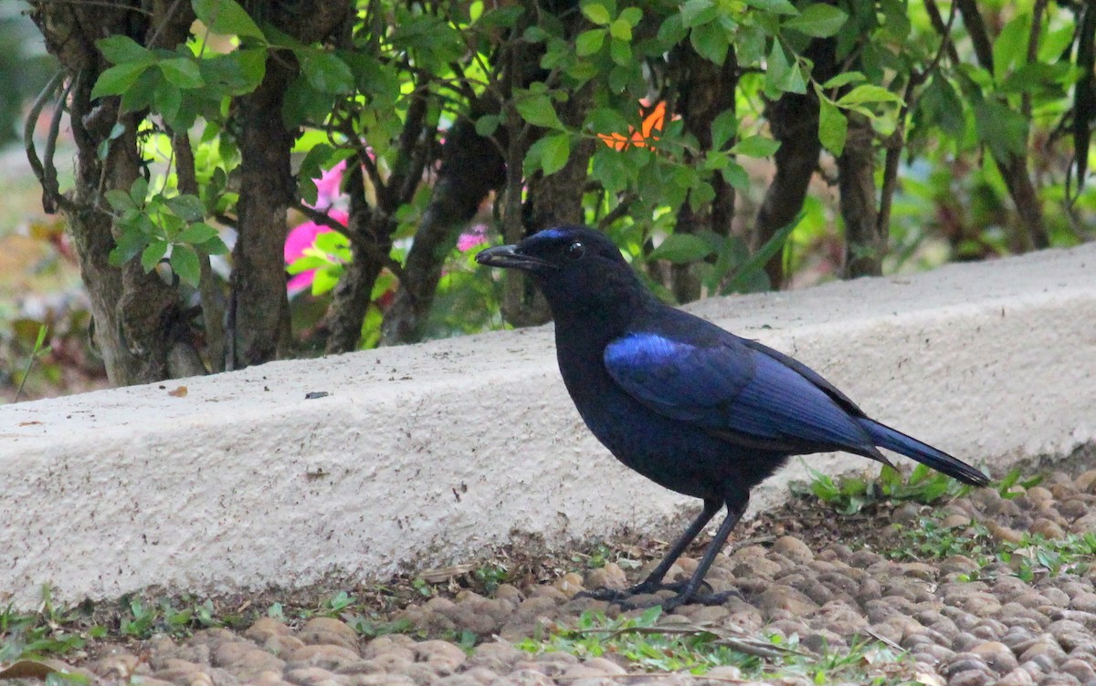 Malabar Whistling-Thrush - ML633008374