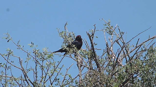 Chestnut-capped Blackbird - ML633008375