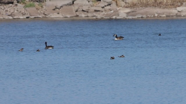 Ruddy Duck - ML633008401