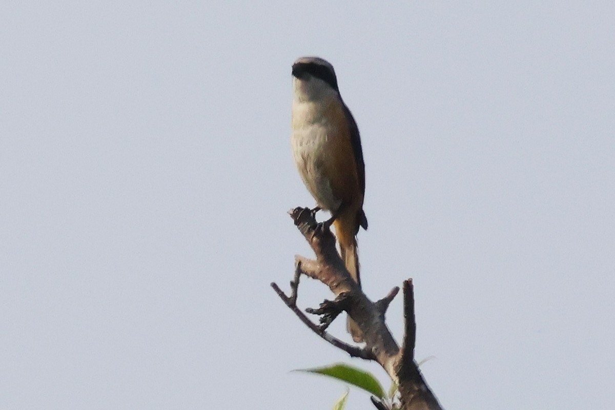 Gray-backed Shrike - ML633008426
