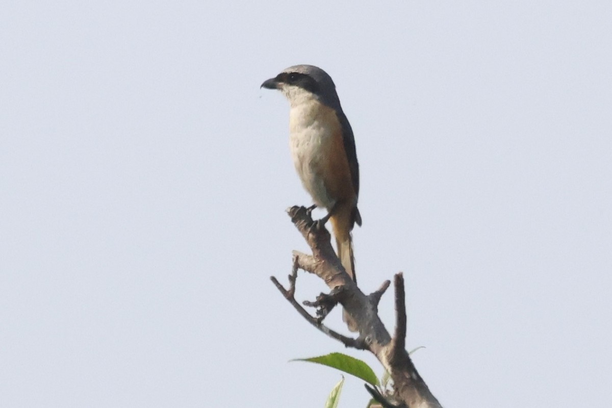 Gray-backed Shrike - ML633008427
