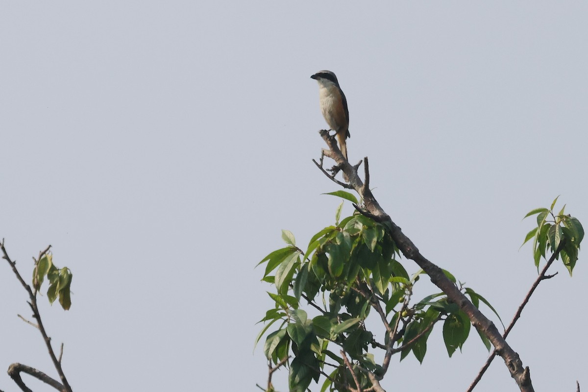Gray-backed Shrike - ML633008428