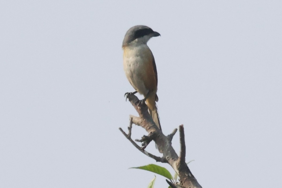 Gray-backed Shrike - ML633008429