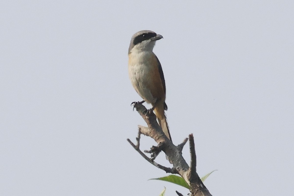 Gray-backed Shrike - ML633008430