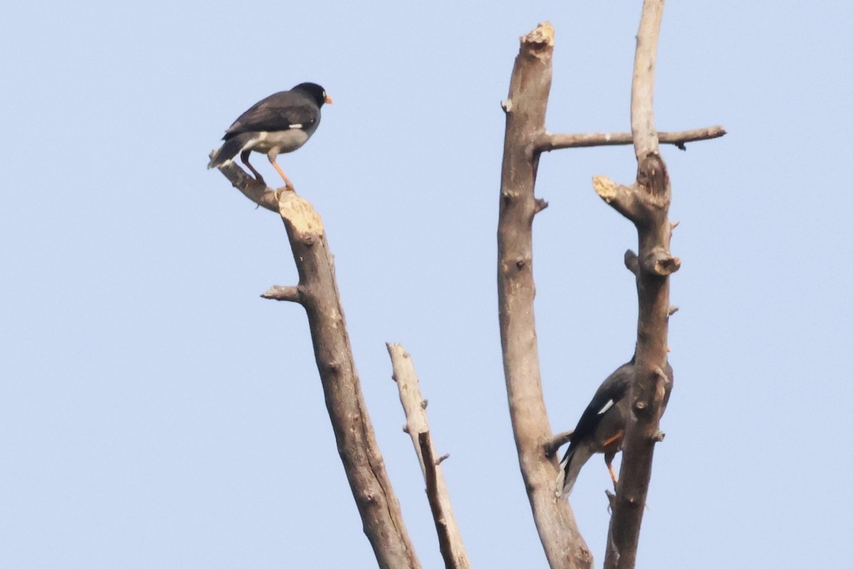 Jungle Myna - ML633008443