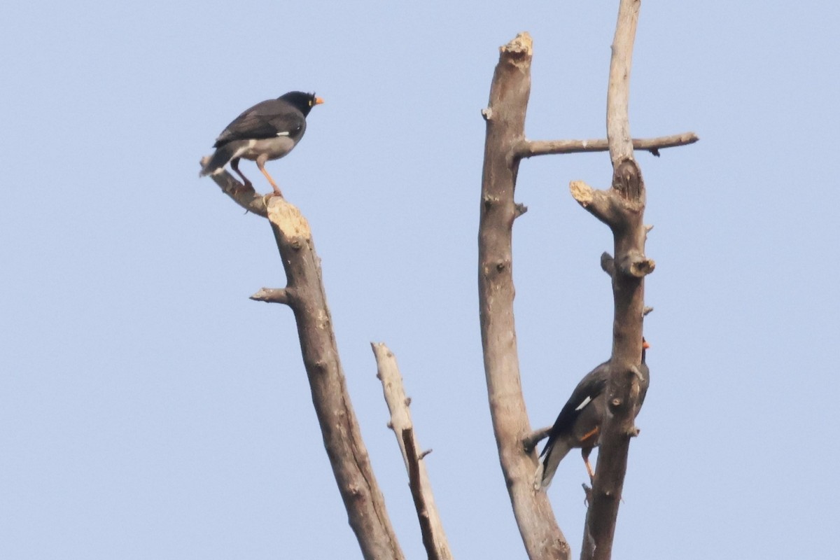 Jungle Myna - ML633008444