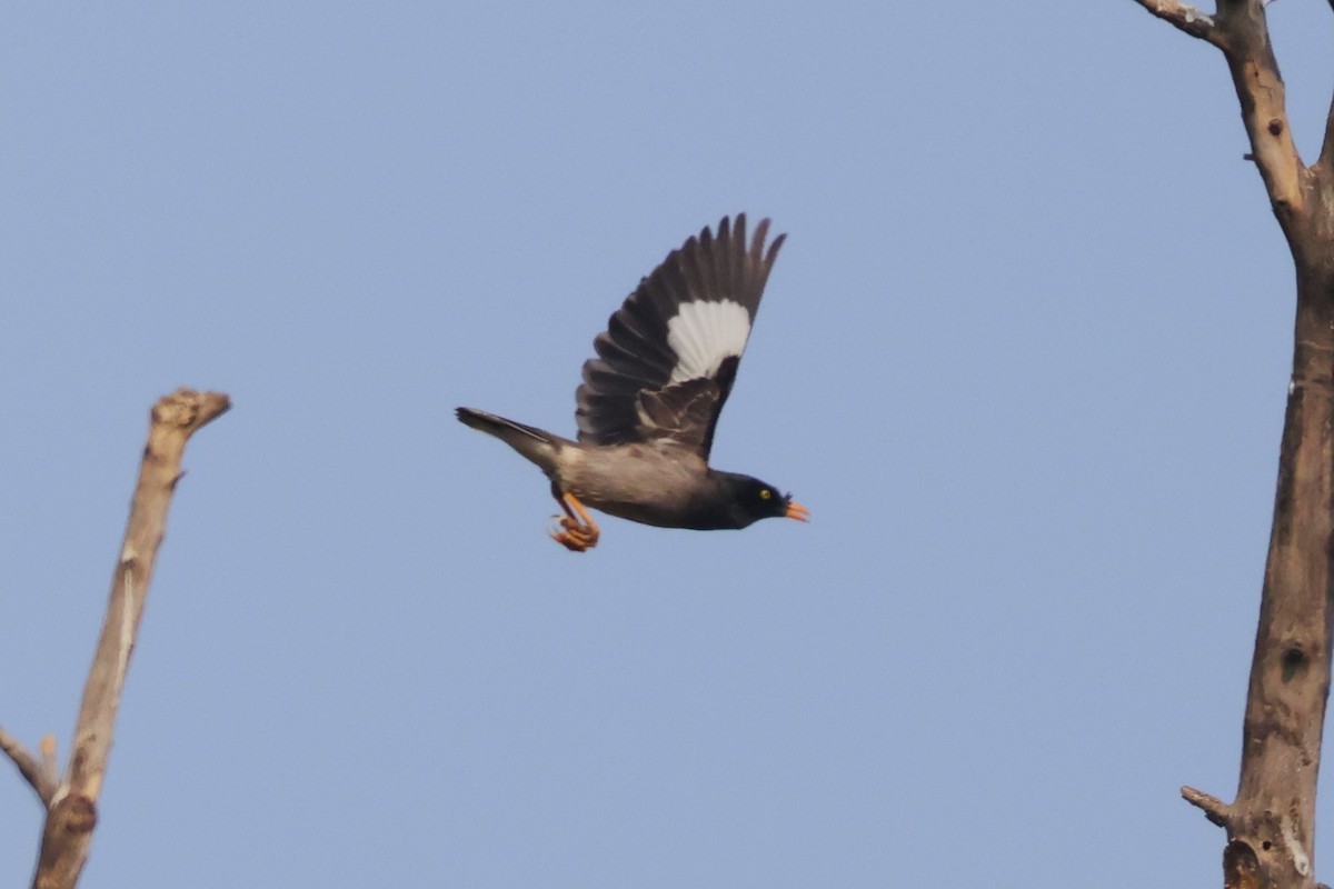 Jungle Myna - ML633008445
